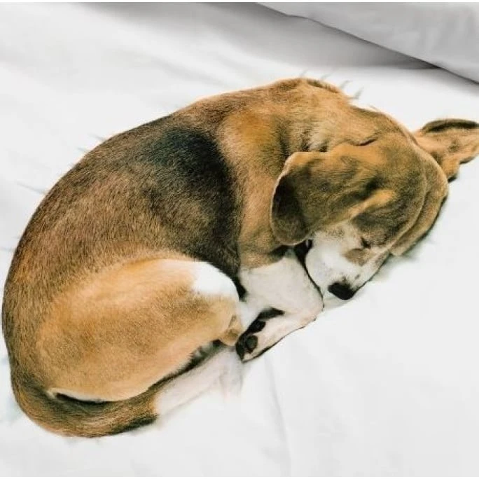 SNURK Bob Hund Bettwäsche-Set - 135x200 / 80x80 Cm - Weiß Mit Motiv 5 SNURK Bob Hund Bettwäsche-Set - 135x200 / 80x80 Cm - Weiß Mit Motiv – Bild 3